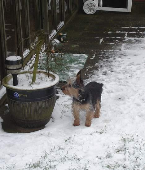 Australian silky terrier Ali billede 7