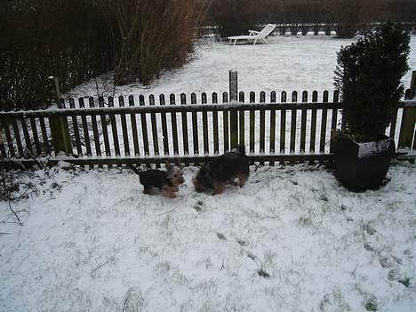 Australian silky terrier Ali - Ali og Bine billede 8