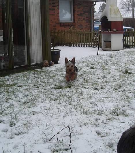 Australian silky terrier Ali - Her kommer jeg billede 9