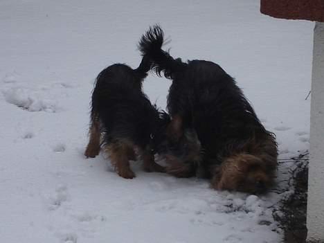 Australian silky terrier Ali - Hvad laver du Bine? billede 10