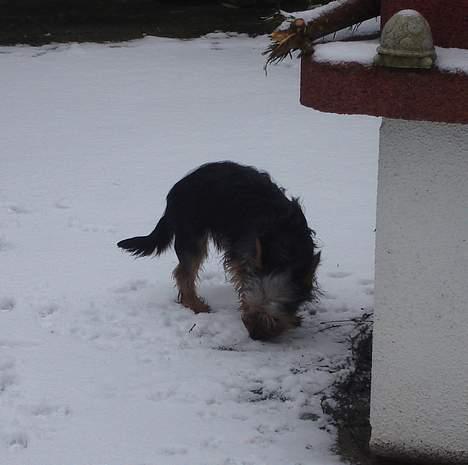 Australian silky terrier Ali - Der dufter godt. billede 11