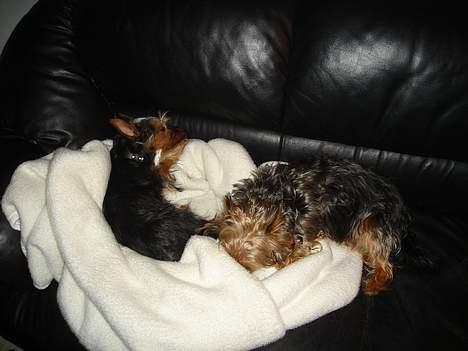 Australian silky terrier Bine ( Død 7 Nov. 2008) - Tager lige en lur med Ali billede 7