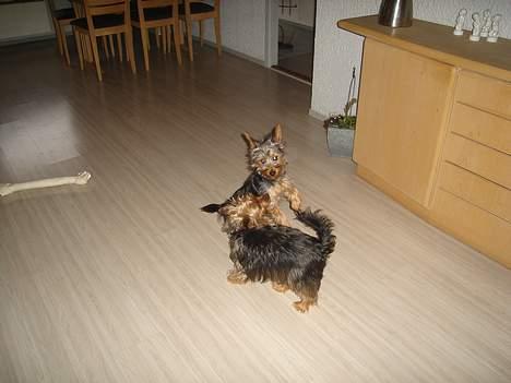 Australian silky terrier Bine ( Død 7 Nov. 2008) - Du er godt nog vild Ali billede 8