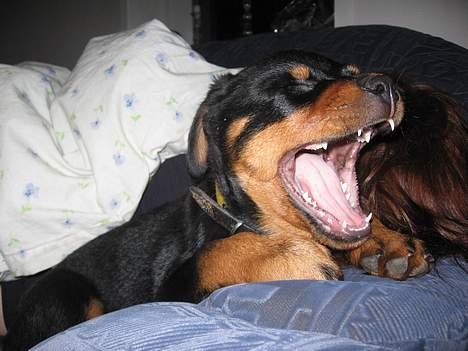 Rottweiler Buller - 8 uger gammel, GAB billede 5