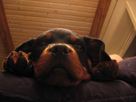 Rottweiler Buller billede 6