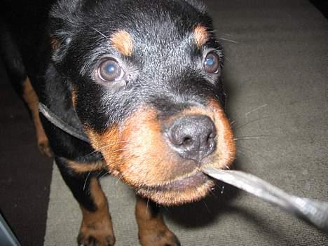 Rottweiler Buller - Du skal ikke tage billeder af mig nu mor! billede 7