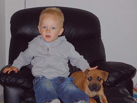 Staffordshire bull terrier zaki billede 5