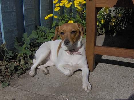 Dansk svensk gaardhund Freja billede 10