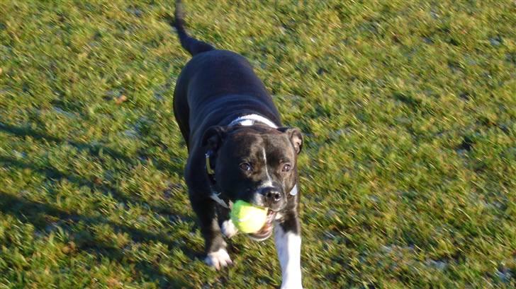 Staffordshire bull terrier Django - Jeg elsker at leje med bold ! billede 10