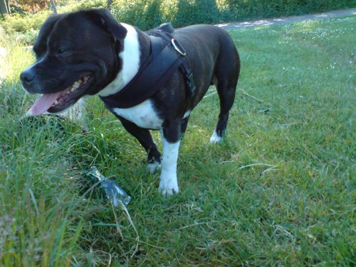 Staffordshire bull terrier Django billede 11