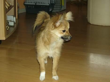 Blanding af racer Bjørn Mor/Svigermors HUND billede 10