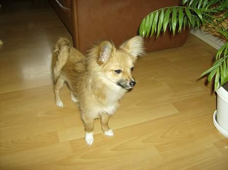 Blanding af racer Bjørn Mor/Svigermors HUND billede 11