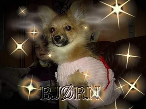 Blanding af racer Bjørn Mor/Svigermors HUND billede 12