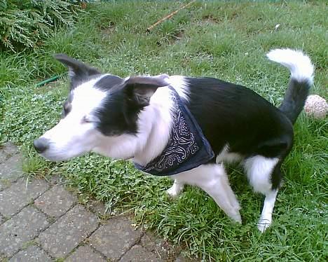 Border collie Kali billede 10