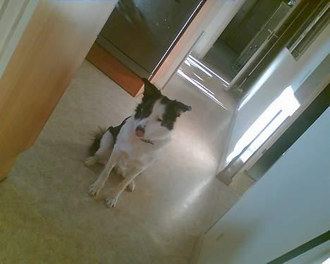 Border collie Kali billede 11