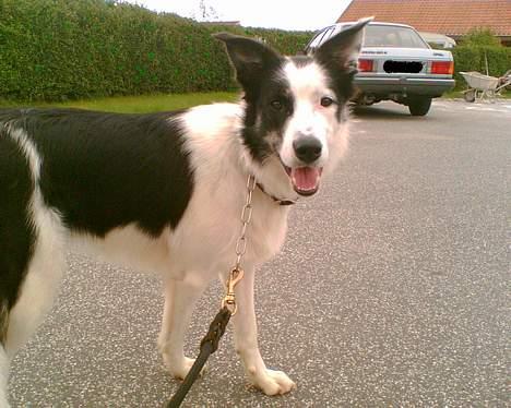 Border collie Kali billede 14