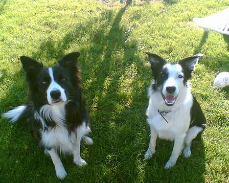 Border collie Kali billede 15