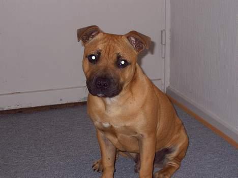 Staffordshire bull terrier zaki billede 6