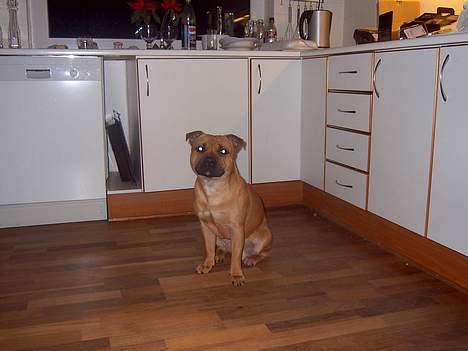 Staffordshire bull terrier zaki billede 7