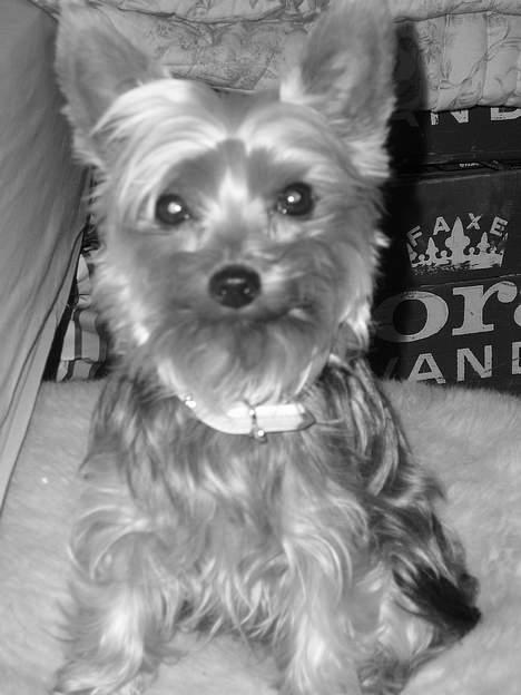 Yorkshire terrier Bandit billede 1