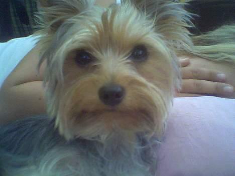 Yorkshire terrier Bandit - Umm... jeg er lige blevet klippet... hvad sir I så...:-) billede 2