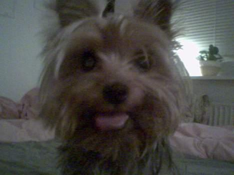 Yorkshire terrier Bandit billede 3