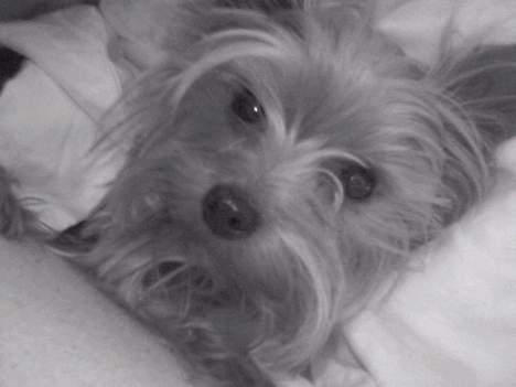 Yorkshire terrier Bandit - Gaab... dejligt med en lille lur under mors dyne... Godmorgen Bandit... billede 4