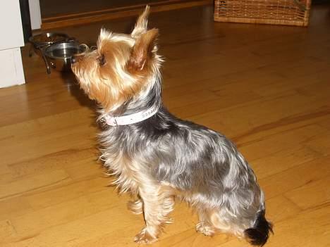 Yorkshire terrier Bandit billede 5