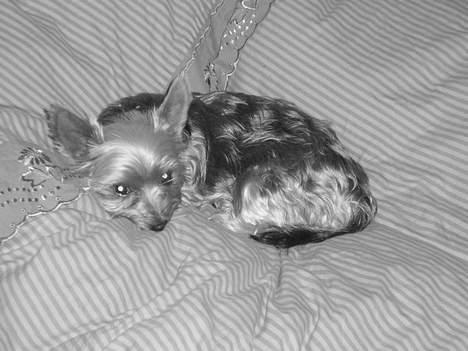 Yorkshire terrier Bandit - Åh... at putte påen blød dyne - det er bare livet... billede 6