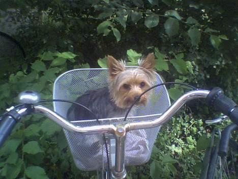 Yorkshire terrier Bandit - Sådan kommer vi rundt i byen, når mine små ben ikke kan gå mere... dejligt at få luftet øerne... billede 7