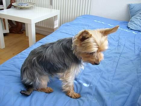 Yorkshire terrier Bandit billede 8