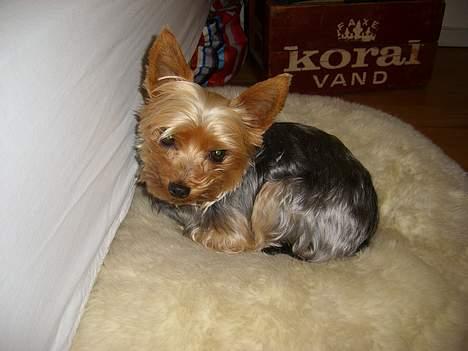 Yorkshire terrier Bandit billede 9