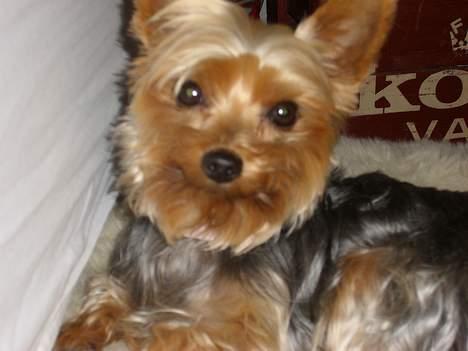 Yorkshire terrier Bandit - Glad mund... billede 10