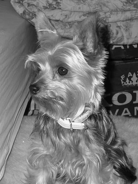 Yorkshire terrier Bandit billede 11