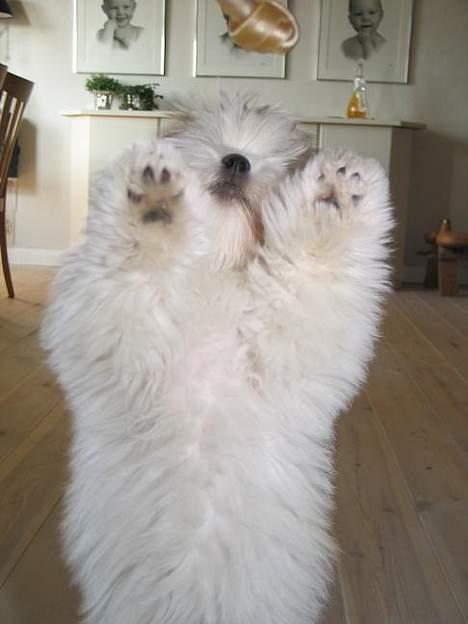 Coton de tulear Pixi - Pixi elsker at danse, her 4 mdr gammel billede 3