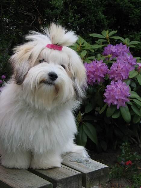 Coton de tulear Pixi - 5 mdr gammel. billede 4