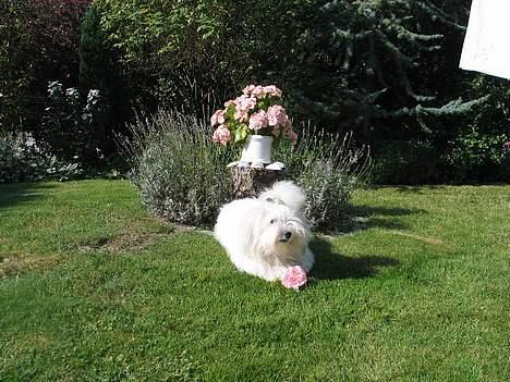 Coton de tulear Pixi - Pixi nyder sommeren. billede 5