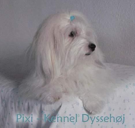 Coton de tulear Pixi - Pixi 2 år billede 7