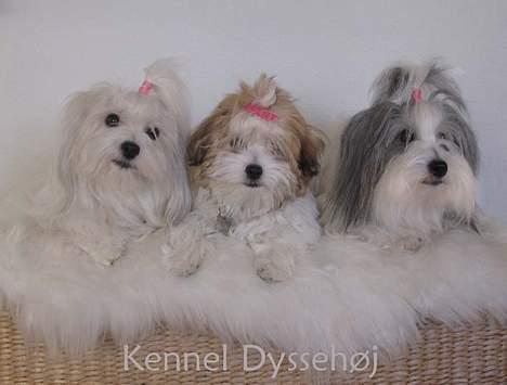 Coton de tulear Pixi - Pixi med sin datter Vanilla og sin mor Mille. billede 8