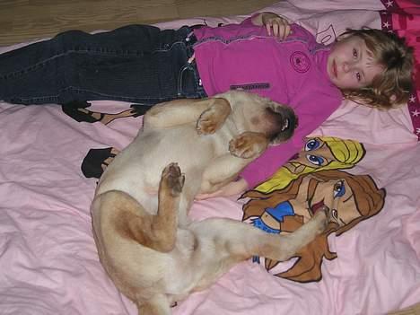 Shar pei Kendo - er livet ikke dejligt billede 11