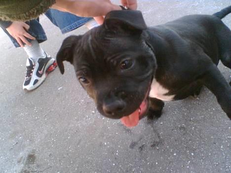 Staffordshire bull terrier Eddie billede 3