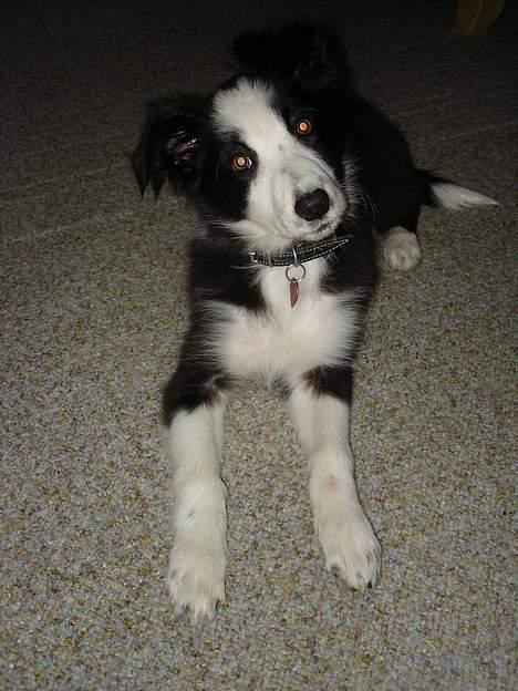 Border collie Bailey RIP billede 5