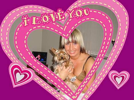 Yorkshire terrier Bandit billede 13