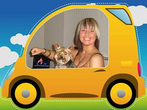 Yorkshire terrier Bandit - Halløj, jeg er altid med hvor det sker - der er da ikke noget mere spændende at sidde foran og kigge ud når mor er bag rettet... billede 14