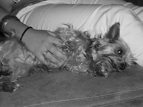 Yorkshire terrier Bandit billede 15