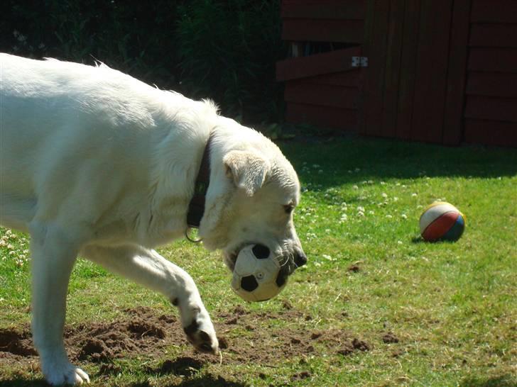 Blanding af racer Buller R.I.P billede 4