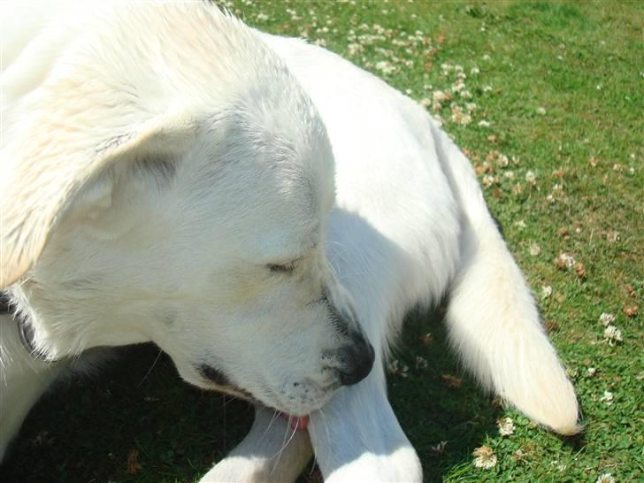 Blanding af racer Buller R.I.P billede 5