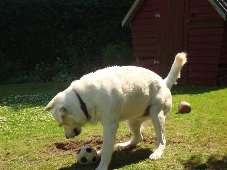 Blanding af racer Buller R.I.P - Buller er så uartig, han graver i haven xD billede 6