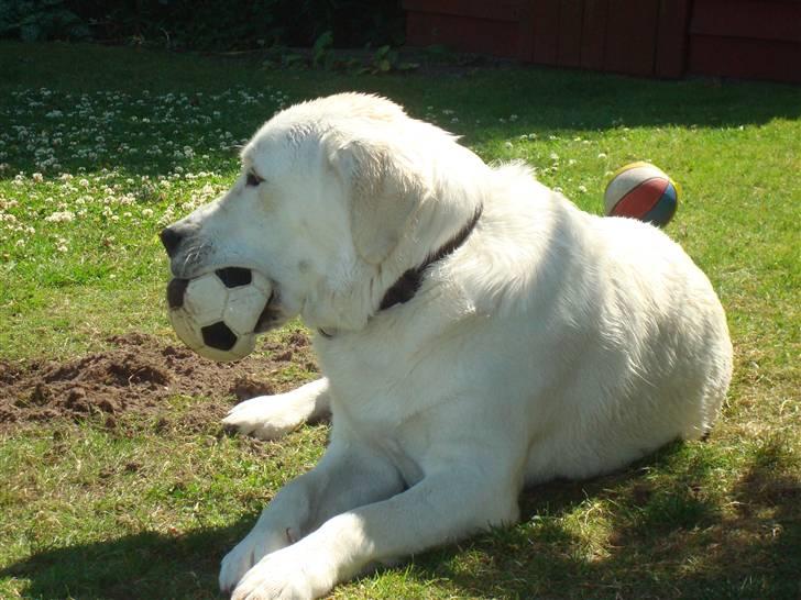 Blanding af racer Buller R.I.P billede 7