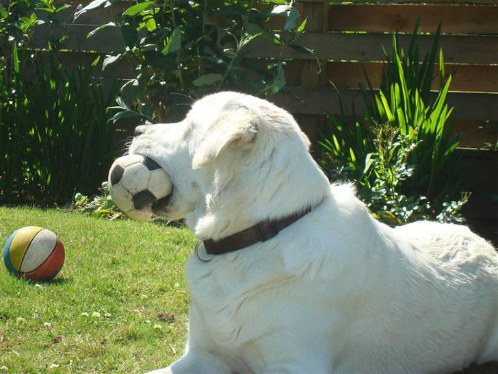 Blanding af racer Buller R.I.P - Elsker at se på solen (: billede 8